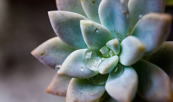 Cactus Con Macro Shot Goccia Freschezza — Foto Stock