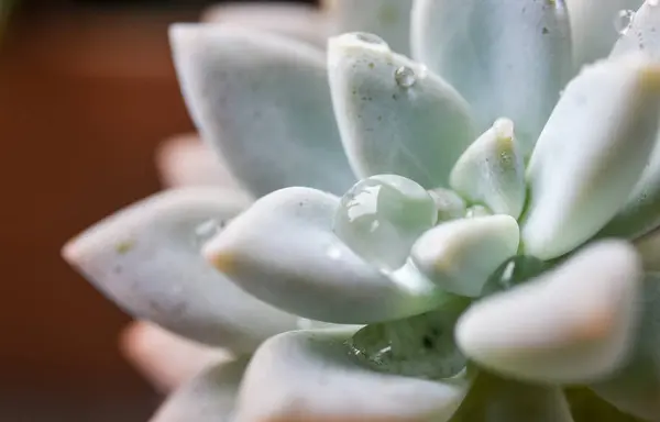 Cactus Avec Gouttelettes Macro Shot Fraicheur — Photo