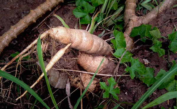 Cassava Root Show Ground — Stock Photo, Image