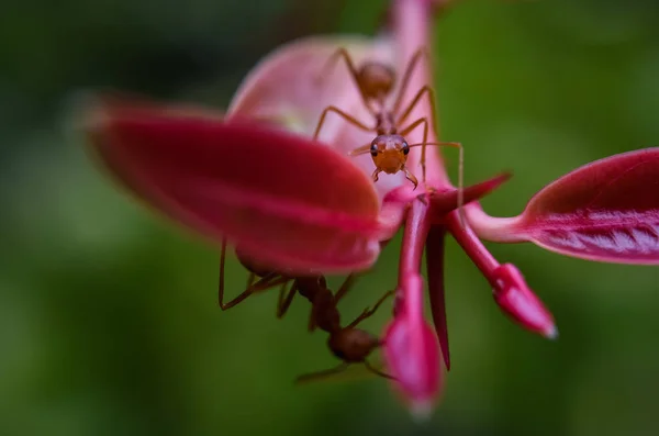 Semut Merah Pada Tanaman Merah Muda Tembakan Makro — Stok Foto