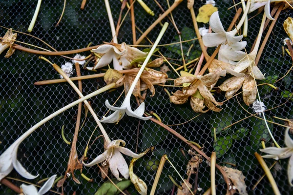 金属製グリル メッシュ 漢方薬コルク木の花 — ストック写真