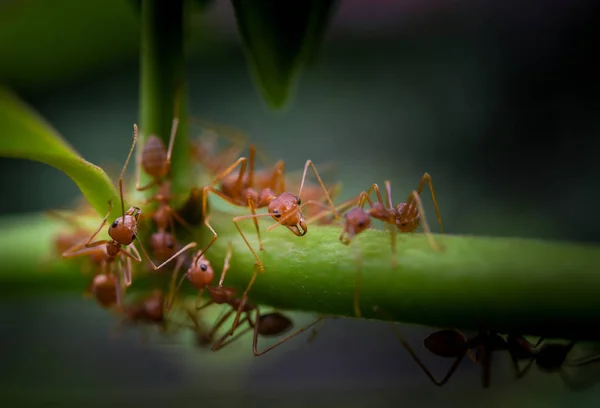 Hormiga Roja Sobre Planta Verde Macro Shot —  Fotos de Stock