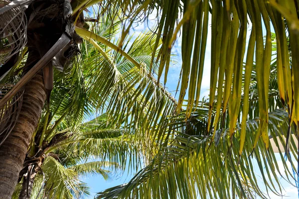 青い空を背景にココナッツの木 — ストック写真