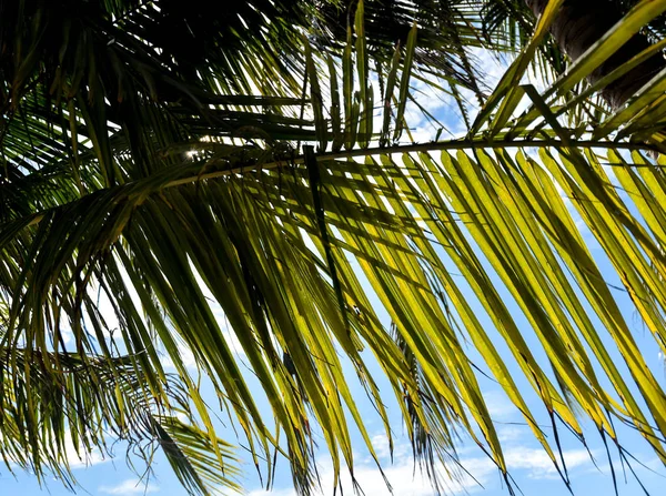 Albero Cocco Con Sfondo Cielo Blu — Foto Stock