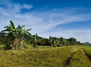 Mavi gökyüzü arka plan alanıyla, buffalo