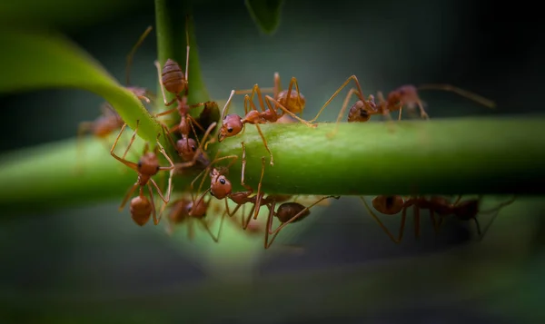 Semut Merah Pada Tanaman Hijau Tembakan Makro — Stok Foto