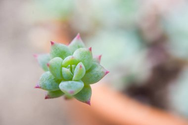 Toprak yakın kadar makro çekim şirin kaktüs