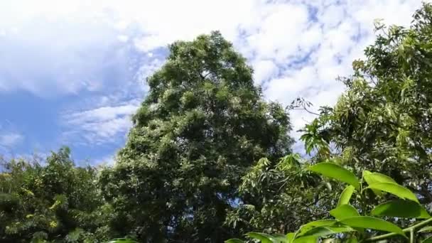 Tempo Movimento Nuvens Com Árvore Cortiça Com Flor Flor — Vídeo de Stock