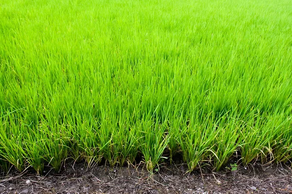 Rijst Veld Landbouw Achtergrond — Stockfoto