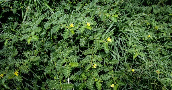 草の植物と黄色の花の背景 — ストック写真