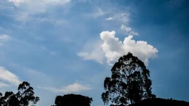ツリー前景色のシルエットと雲の動きの の時間経過 — ストック動画