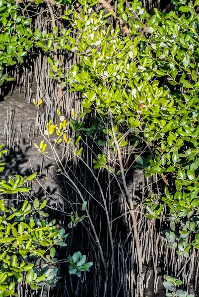 Mangrov Orman Ile Insan Gölgesi — Stok fotoğraf