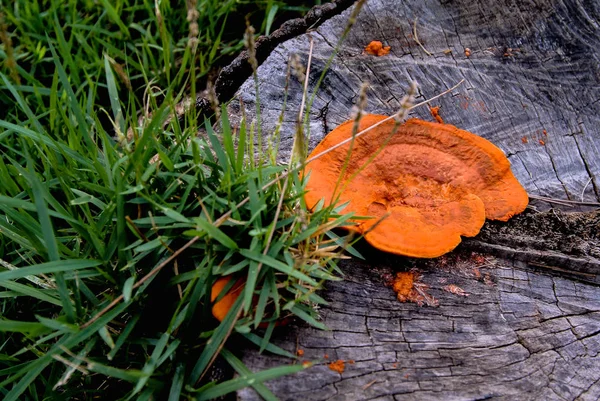 木製の切り株 シュタケ 辰砂のある多孔菌とも呼ばれるオレンジ色のきのこ — ストック写真