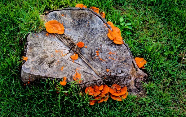 Orange Mushroom Growth Wooden Stump Pycnoporus Cinnabarinus Also Known Cinnabar — Stock Photo, Image