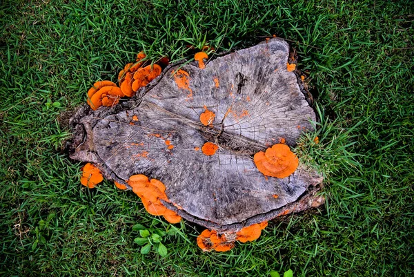 Orange Mushroom Growth Wooden Stump Pycnoporus Cinnabarinus Also Known Cinnabar — Stock Photo, Image