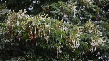 Yağmur ile Hint cork ağacının çiçek bırakır, el vurdu