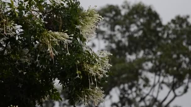 Λουλούδι Της Ινδικό Δέντρο Φελλό Βροχή Πέφτει Πυροβόλησε Χειρός — Αρχείο Βίντεο