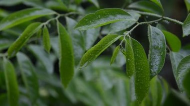 Yağmur damlaları yeşil yaprak, el vurdu
