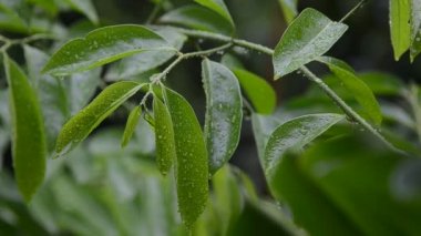 Yağmur damlaları yeşil yaprak, el vurdu