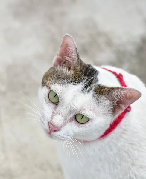 Şirin Kedi Portre Fotoğraf Makinesi Vasıl Arıyorsunuz — Stok fotoğraf