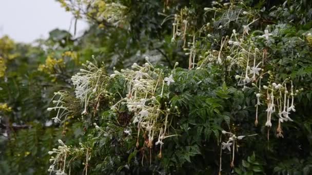 Квітка Індійська Коркове Дерево Дощем Крапель Handheld Постріл — стокове відео