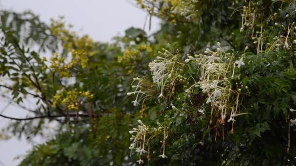 Bloem Van Indiase Cork Boom Met Regen Druppels Handheld Schot — Stockvideo