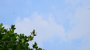 Ağaç ön plan ile gökyüzü yağmur uçan yusufçuk