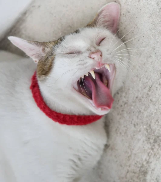 Kucing Membuka Mulut Dan Menangis Seperti Sakit — Stok Foto