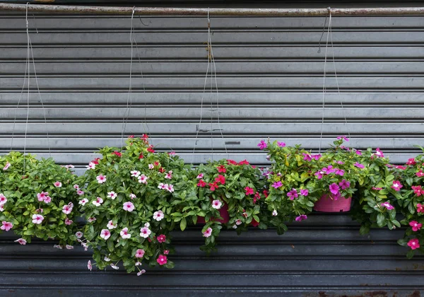 Pot Fleurs Suspendu Porte Volet Métallique — Photo