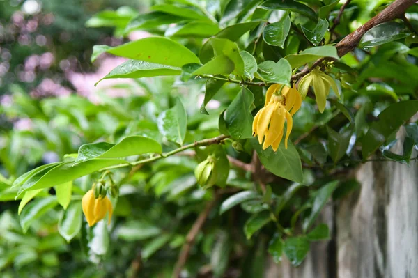 Cananga Odorata Ilang Ilang Blume Auf Baum — Stockfoto