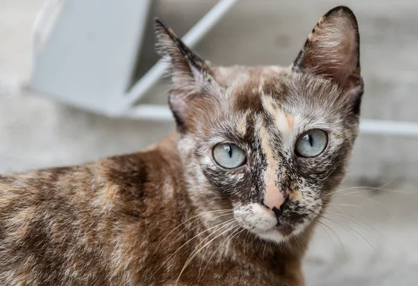 Şirin Kedi Portre Fotoğraf Makinesi Vasıl Arıyorsunuz — Stok fotoğraf