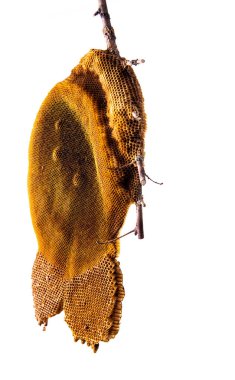 Hoenycomb kadar yakın ve izole