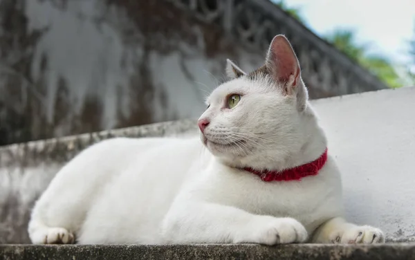 Retrato Gato Bonito Olhando Para Cima — Fotografia de Stock