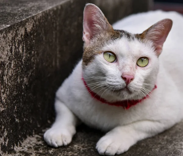 Şirin Kedi Portresi Ararken — Stok fotoğraf