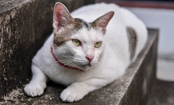 Porträt Einer Süßen Katze Die Nach Oben Schaut — Stockfoto