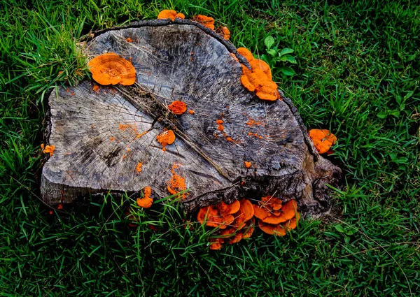 Orange Mushroom Growth Wooden Stump Pycnoporus Cinnabarinus Also Known Cinnabar — Stock Photo, Image