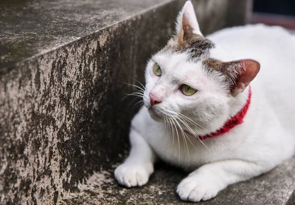 Şirin Kedi Portresi Ararken — Stok fotoğraf