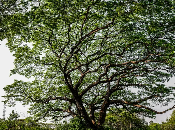 Velký Strom Opuštění Oblasti — Stock fotografie