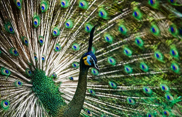 Beautiful Thai Peacock Head — Stock Photo, Image
