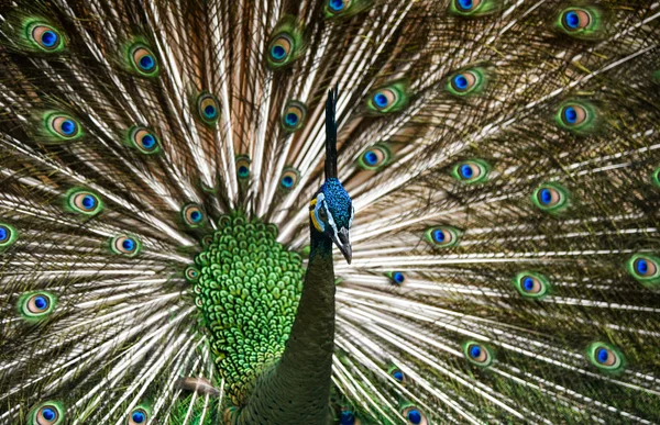 美しいタイ孔雀ヘッド — ストック写真