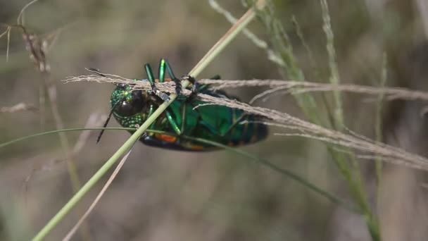 Jewel Beetle Veld Close Shot Handheld Schot — Stockvideo