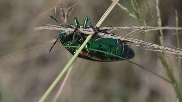 Kumbang Permata Lapangan Dengan Tembakan Jarak Dekat Tembakan Genggam — Stok Video