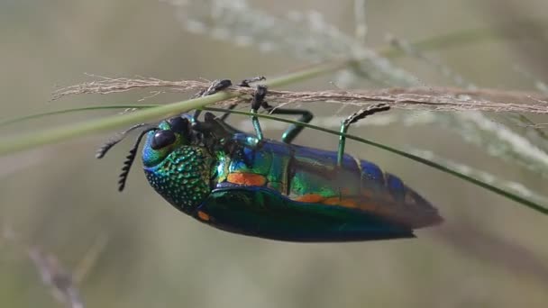 宝石甲虫在现场与特写镜头 手持射击 — 图库视频影像