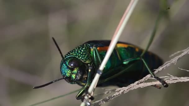 Jewel Beetle Field Close Shot Handheld Shot — Stock Video