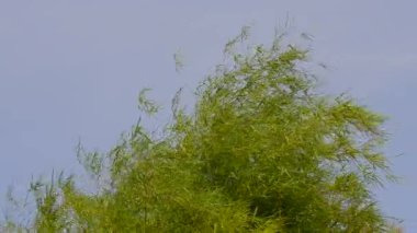 Rüzgarla hareket bambu ağacı