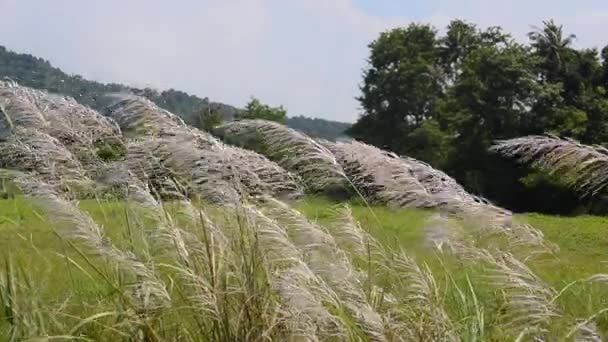 Vit Blomma Gräs Rörelse Vind Handheld Skott — Stockvideo