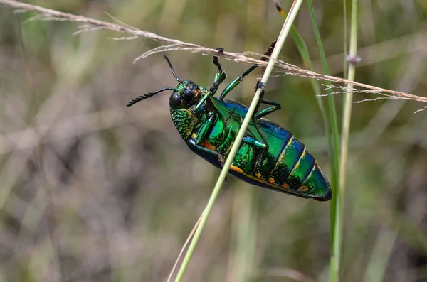 Jewel Beetle Field Macro Shot Thailand — Stock Photo, Image