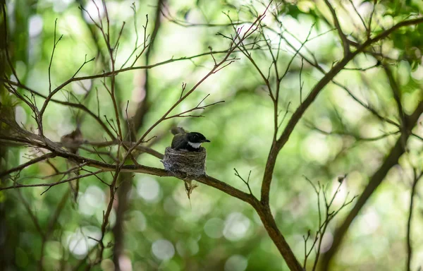 Malaiischer Rattenfänger Nest Rhipidura Javanica Sparrman 1788 — Stockfoto