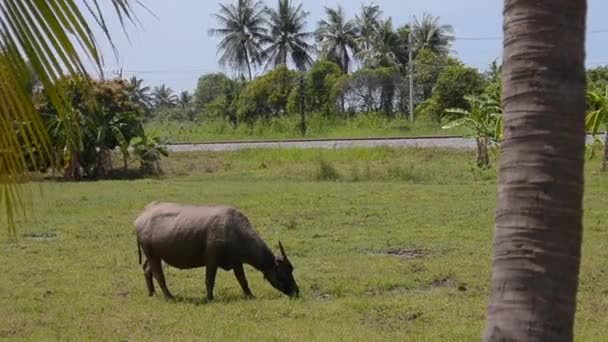 Buffel Fältet Thailand — Stockvideo