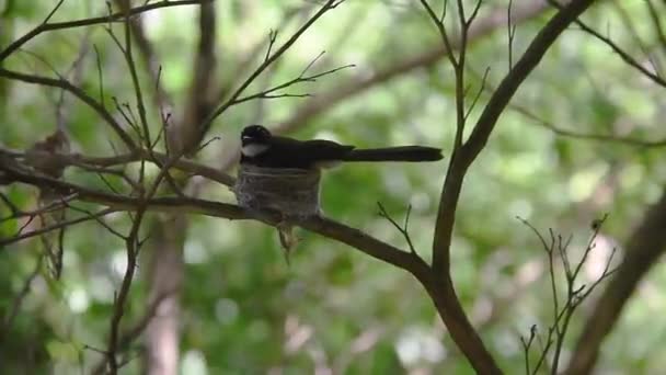 Pied Fantail Malaio Ninho Rhipidura Javanica Sparrman 1788 — Vídeo de Stock